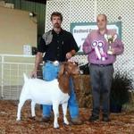 2BBT Stardust is Overall Gand Champion FB Doe at Bedford.....