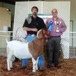 FNHR Cat's Shadow Overall Grand Champion FB Buck at Bedford.....