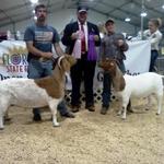 Stardust and Gretchen win Overall Grand Champion and Overall Reserve Grand Champion FB Doe titles (respectively) at Fl State Fair..