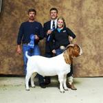 FNHR THIS CAT ROCKS wins Overall Grand Champion FB Buck in AR...
