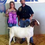 FNHR Lady Luck wins her 3d Overall GC % Doe Championship in past 4 shows....