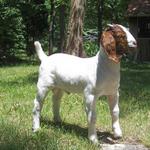 FNHR The Assassin (Deringer's first buck kid) wins Overall Res Grand Champion Buck at 2010 Hart of Kentucky Boer Goat Classic Show #1 and Jr Grand Champion in Show #2...