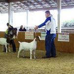 FNHR Dali was born on 2 Dec 2010 and has matured into a beautiful young doe.  She not only won her class both shows her first time out but was also the Jr Res Champion.  Great future ahead......