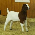 FNHR Klondike at his first show....