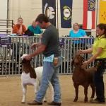 FNHR El Grande at his first show -- the 2015 Nationals -- 8th in his class -- not a bad start....