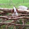FNHR Peanut is out of our One Ton Dually buck and our show doe FNHR Sweet N Sassy.  He was born on 1 Mar 2011 and staying here in TN, has found his own herd to take care of....
