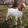 S G R Shock N Awe -- This beautiful show girl has moved to Georgia to be part of Jeanne and Grady's winning group......