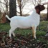 FNHR Big Boy is from our Derringer buck crossed with our Shooting Star doe.  Born on 12 Mar 2011.  He has also recently become an Alabama fan with David and April.....