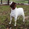 FNHR Maverick is our last young buck out of One Ton Dually and our doe Dressed Lika Lady...  He was born on 21 Mar 2011 and is full brother to FNHR Klondike.....  He will be staying in TN and Tim and his family are excited to see what he does to their operations......