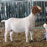 DCW BJ's Miss Raider is out of DCW's Bo Jangle and RRD Sassy Brass.  She was born on 10 Dec 2008.  She is a very classy doe and carries herself well in the ring.  She has numerous class wins, and both Junior & Senior FB Doe Grand Champion