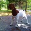 FNHR Cat Burglar is a beautiful and well balanced young buck from our flush with the ABGA National Champion Buck "Cat in the Hat" and our show doe Gretchen.  He was born on 31 Jan 2011.  Moved to his new home in AL....