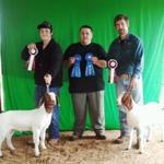 FNHR 38 Special (right) was the Overall GC FB Doe Show 1 and Jr Res Champion in Show 3 and her brother FNHR 357 Magnum (left) was the Overall GC FB Buck.  They made their dad (Deringer) proud.....  Thanks to Grant for his help.....
