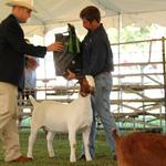FNHR Dali named Jr FB Doe Grand Champion at the 2011 Goats, Music, and More Show..