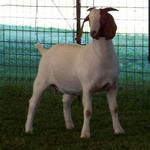 Very elegant and powerful doe who loves to showoff in the ring......... 