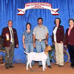 FNHR Snow Flake at the 2012 ABGA National Show - placed 8th in the 3 - 6 month (A) class.....