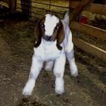 FNHR Two Ton is our newest buck from FNHR One Ton Dually and FNHR Boldacious.  He was born on 7 Dec 2011 and has really started growing and looking good....Pictured here at 3-days of age......